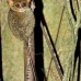 monkey_tarsier_eastern_tangkoko_v_0121_sul1296.jpg